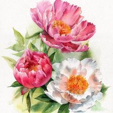 Схема вышивки «Пионы»