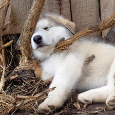 Схема вышивки «маламут»