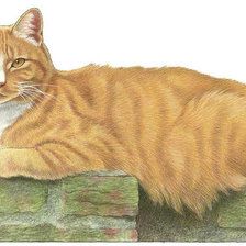 Схема вышивки «№2329561»