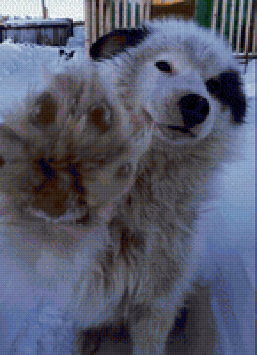 собака - собака, dog - предпросмотр