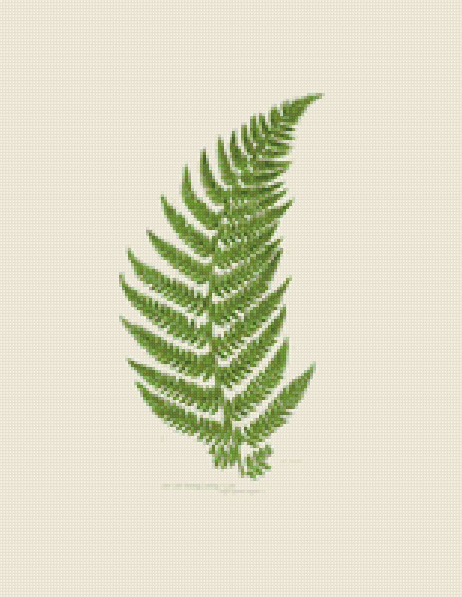 Лист папоротника - папоротник - предпросмотр