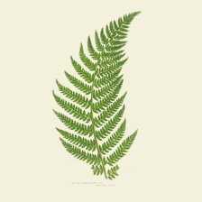 Схема вышивки «Лист папоротника»