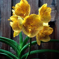 Схема вышивки «flor amarilla»