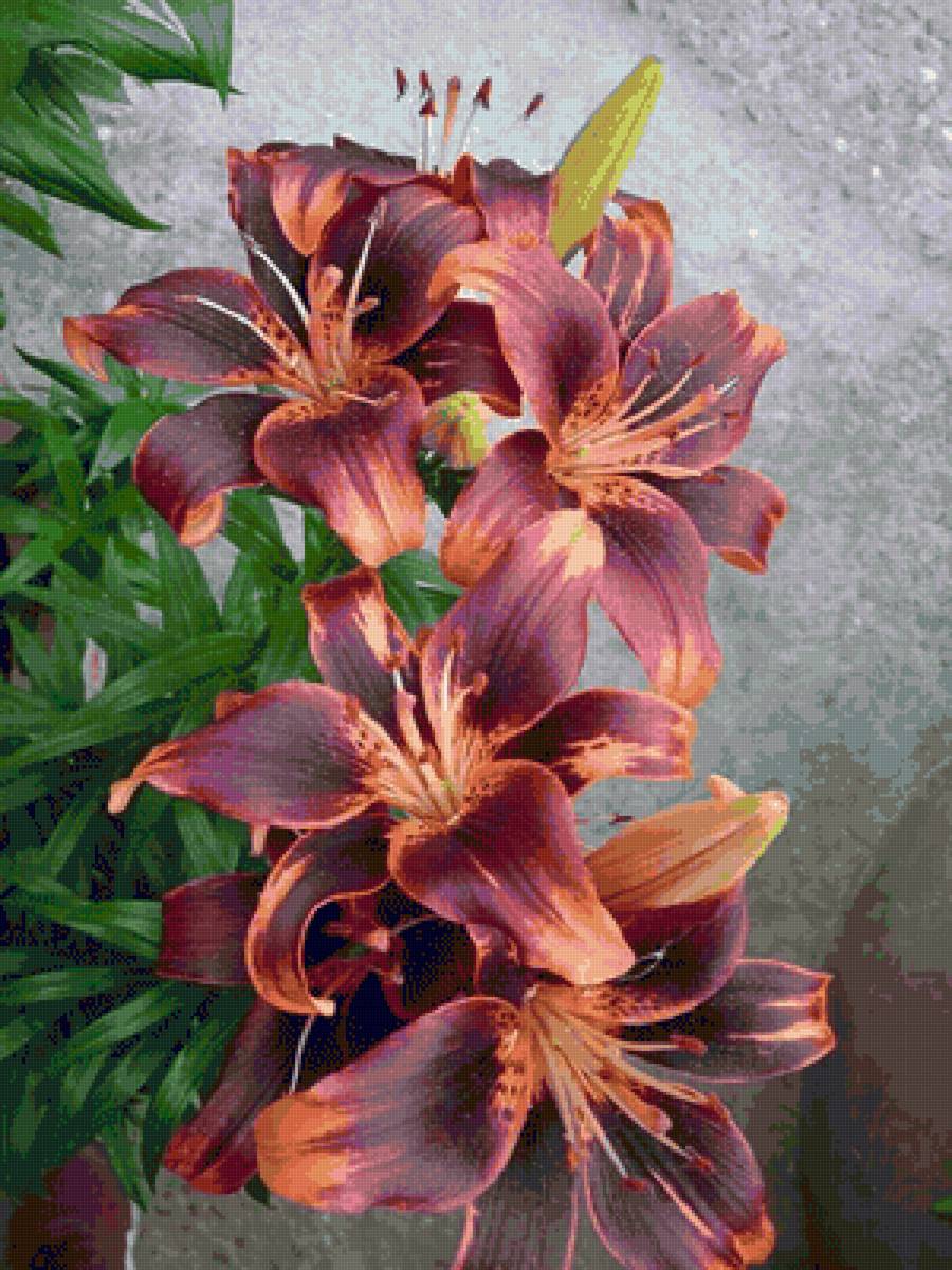 FLORES VINO - naturaleza - предпросмотр