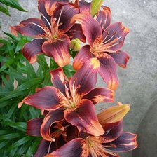 Схема вышивки «FLORES VINO»