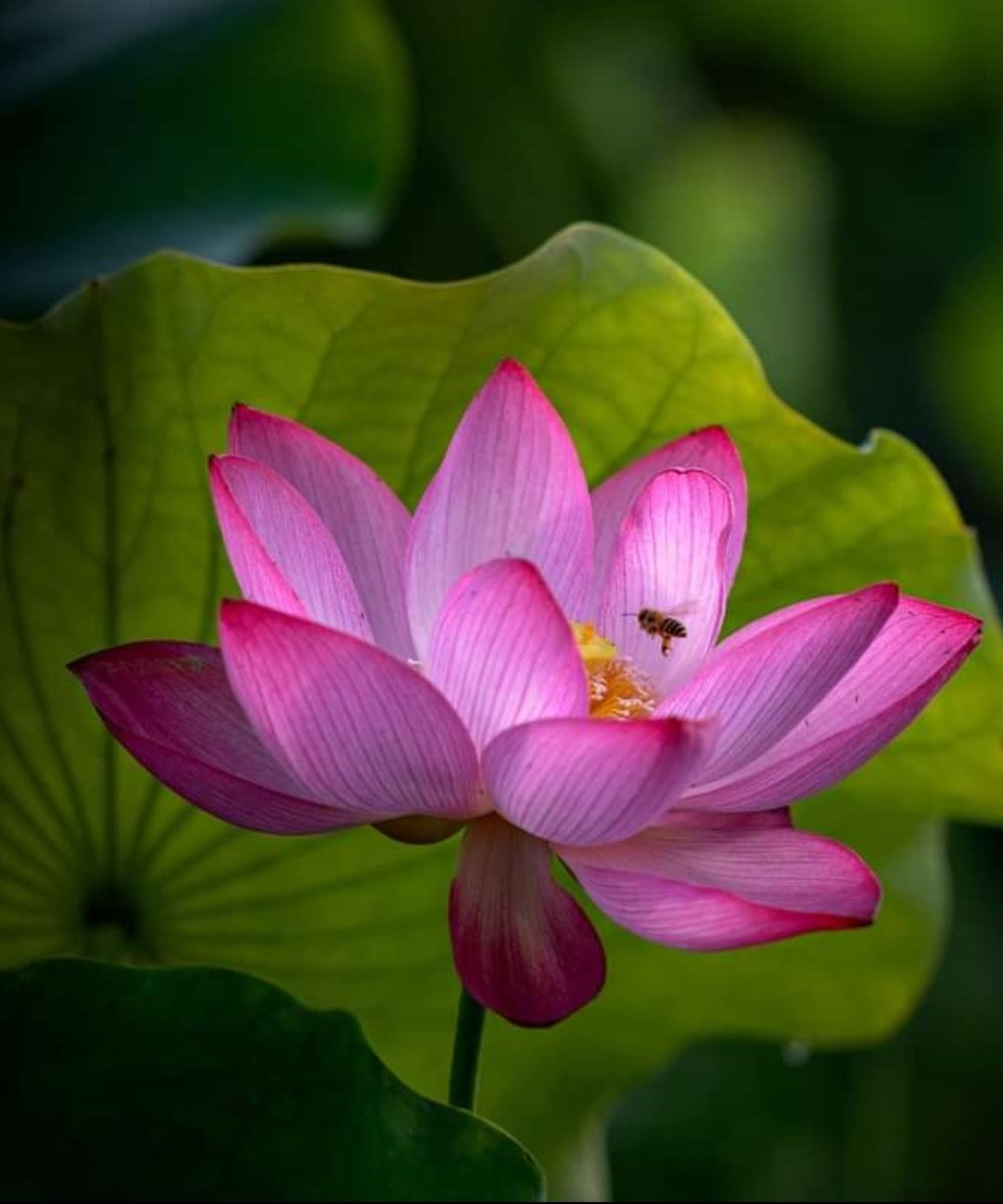 FLOR DE LOTO - paisaje - оригинал