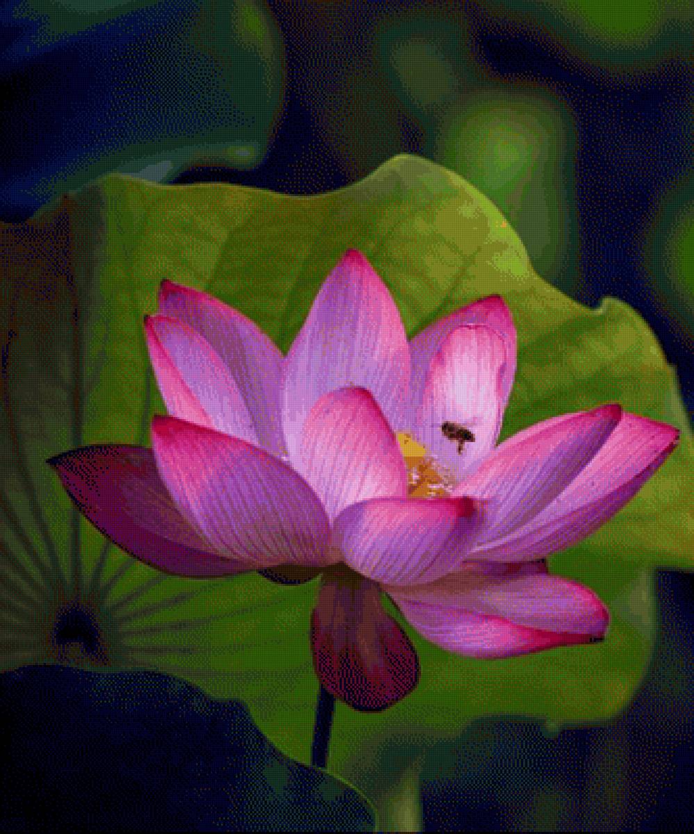 FLOR DE LOTO - paisaje - предпросмотр