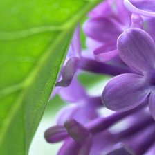 Схема вышивки «Сирень»