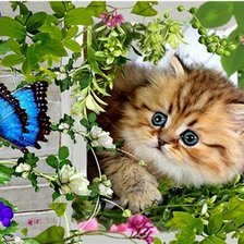 Схема вышивки «Gatinho brincando com  borboleta.»