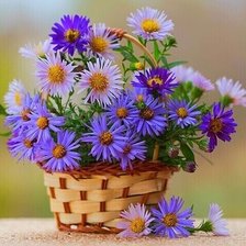 Схема вышивки «Полевые ромашки»