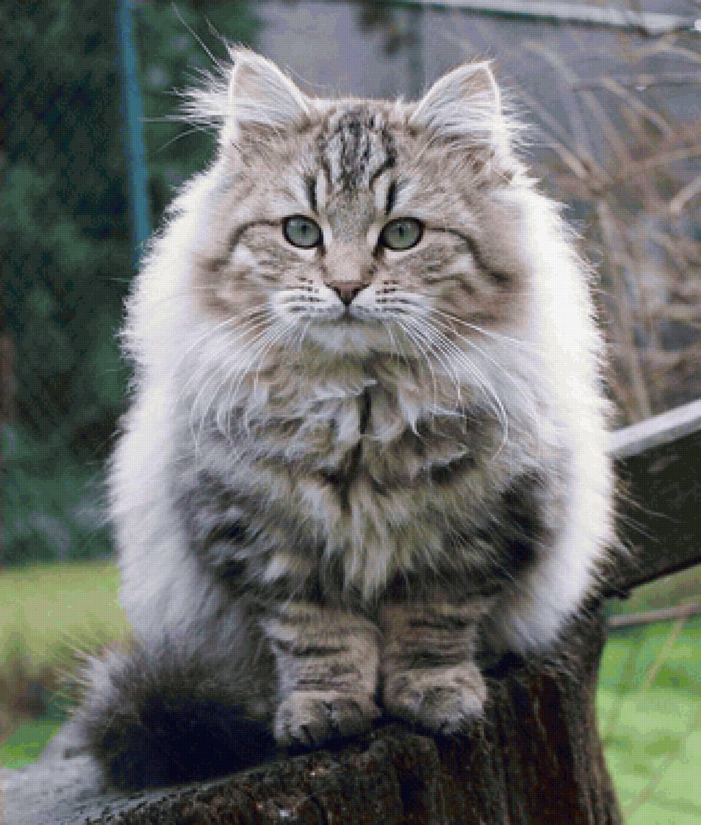 Gato. - animais. - предпросмотр