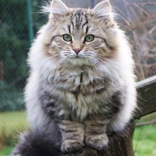 Схема вышивки «Gato.»