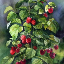 Ягода малина