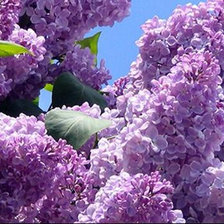 Схема вышивки «Сирень»