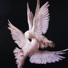 Схема вышивки «Голуби»