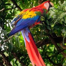 Схема вышивки «lapa roja»