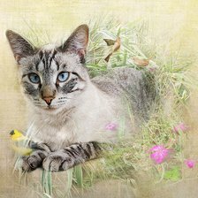 Схема вышивки «Gato.»