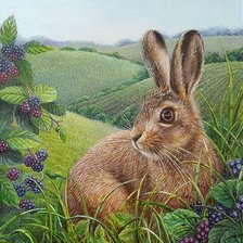 Схема вышивки «Coelho.»