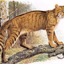 Схема вышивки «Gato.selvagem.»