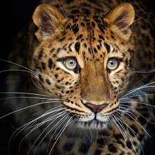 Схема вышивки «tigr»