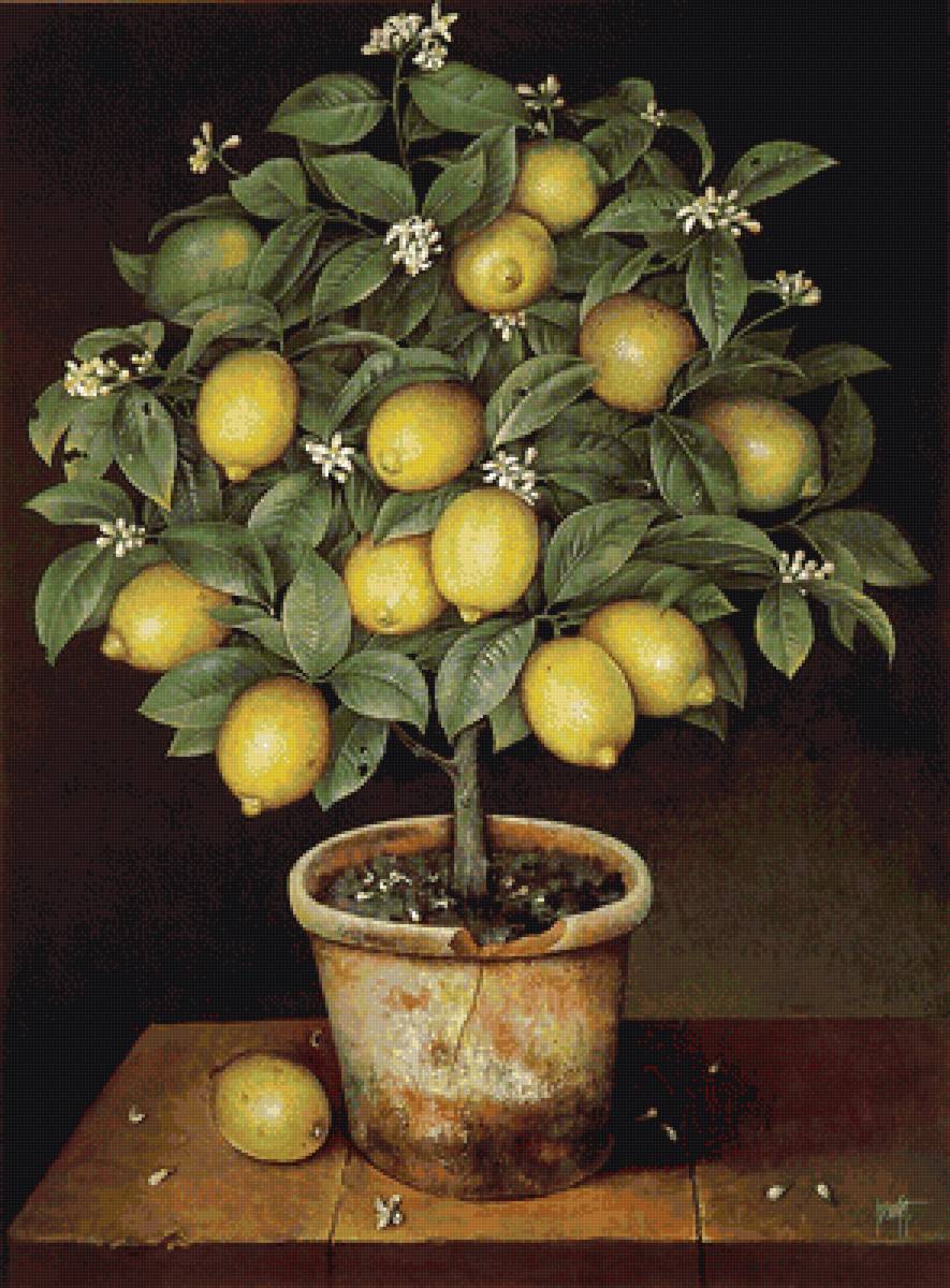 Дерево лимон - дерево, лимон - предпросмотр