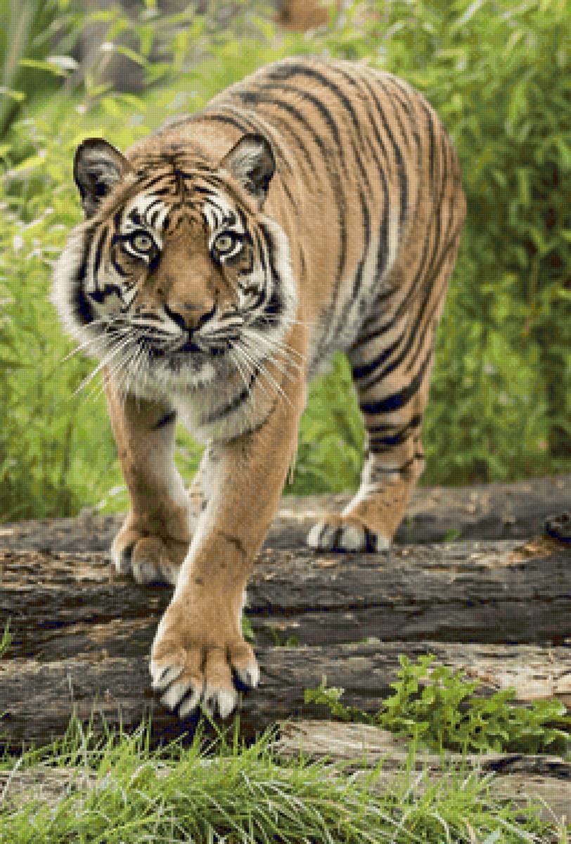 Tigre. - animais. - предпросмотр