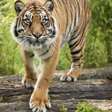 Схема вышивки «Tigre.»