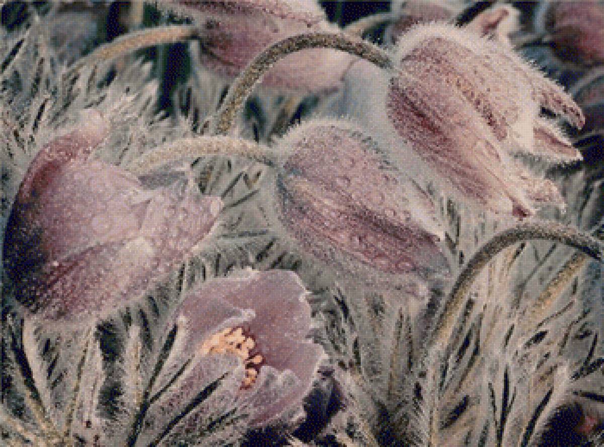 Сон трава 350 - сон трава - предпросмотр