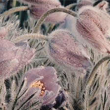 Схема вышивки «Сон трава 350»