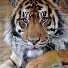 Схема вышивки «Tigre.»