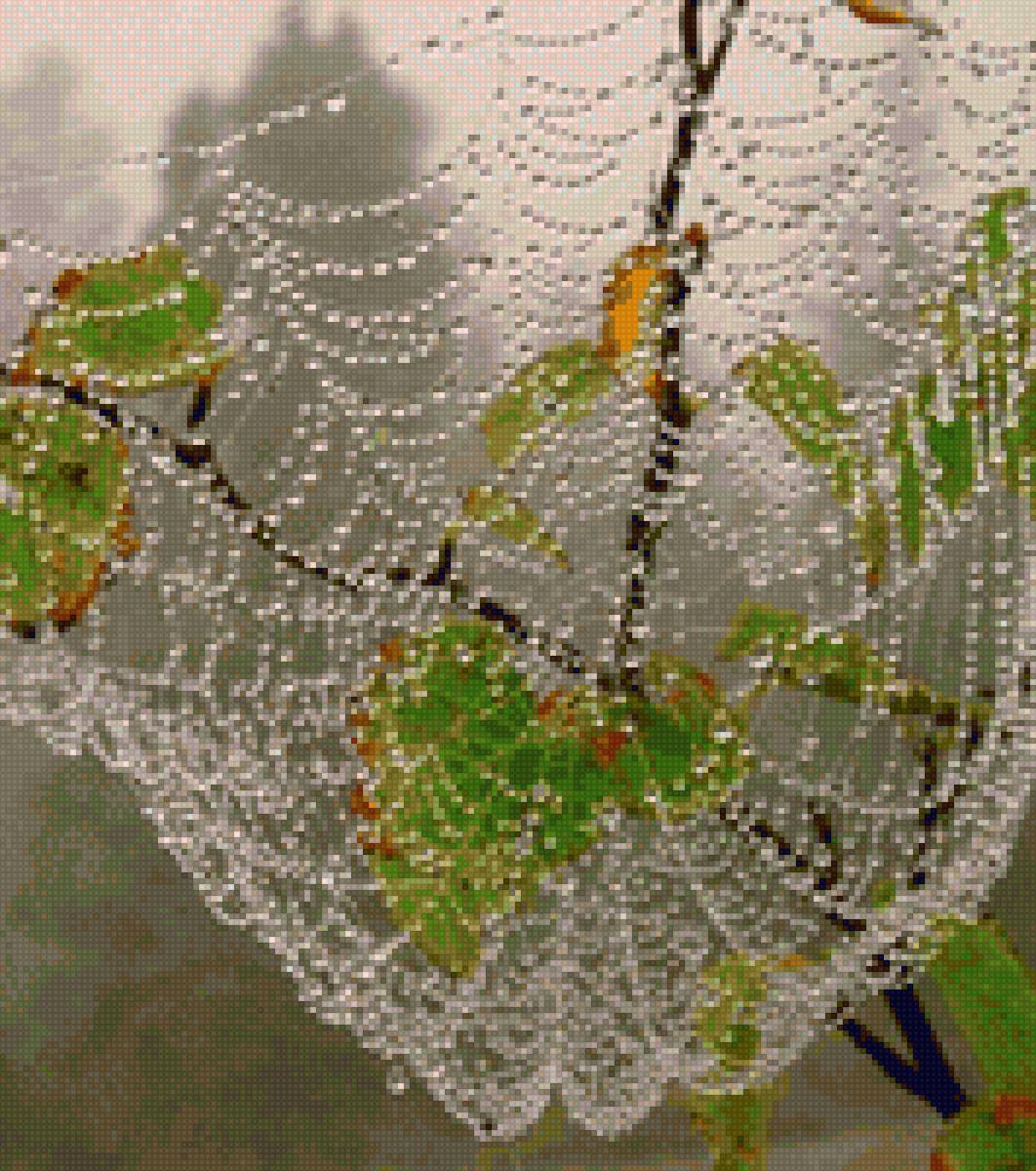 капли росы на паутине - роса, паутина - предпросмотр