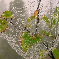 Схема вышивки «капли росы на паутине»