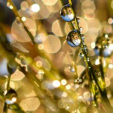 Схема вышивки «роса»