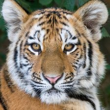 Схема вышивки «Тигрёнок»