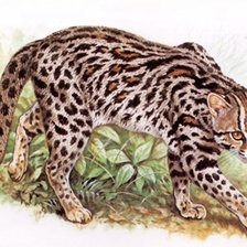 Схема вышивки «Gato.selvagem.»