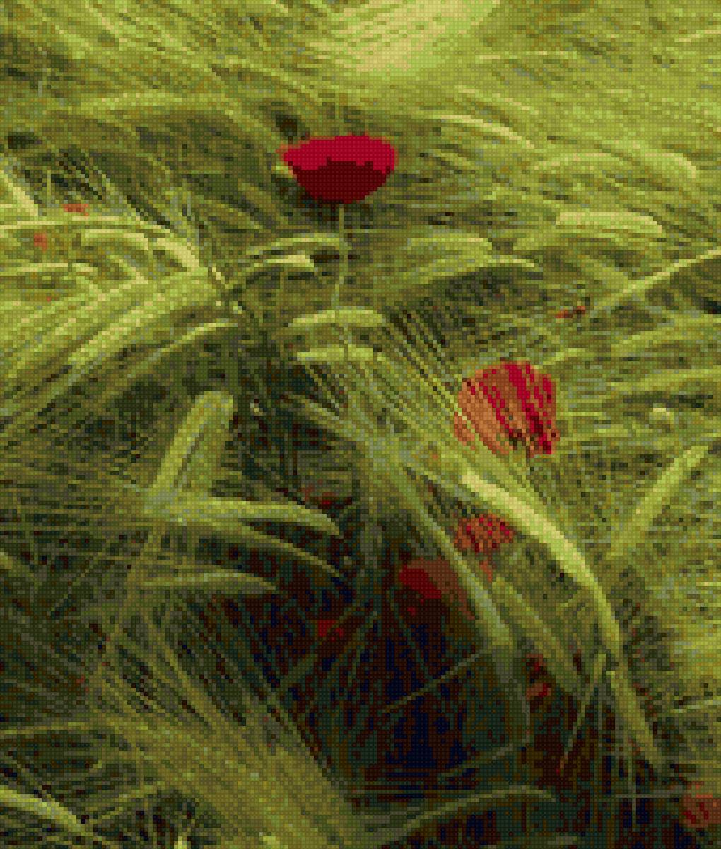 Маки в поле - маки - предпросмотр