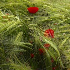 Схема вышивки «Маки в поле»