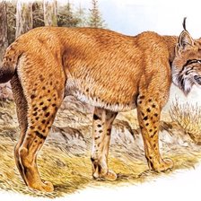 Схема вышивки «Lince.»