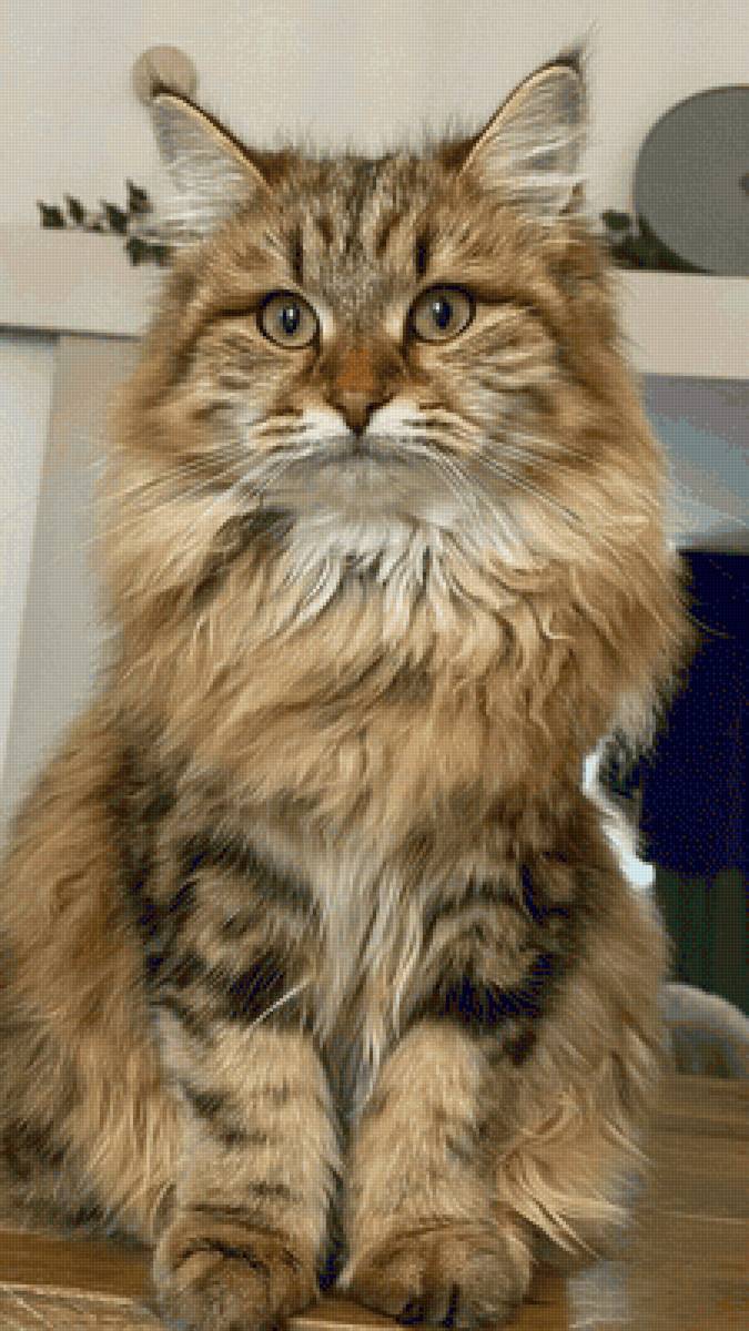 Gato. - animais. - предпросмотр