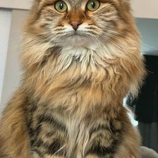 Схема вышивки «Gato.»