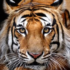 Схема вышивки «Tigre.»