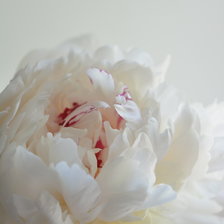 Схема вышивки «Пион»