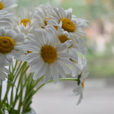 Букет ромашек
