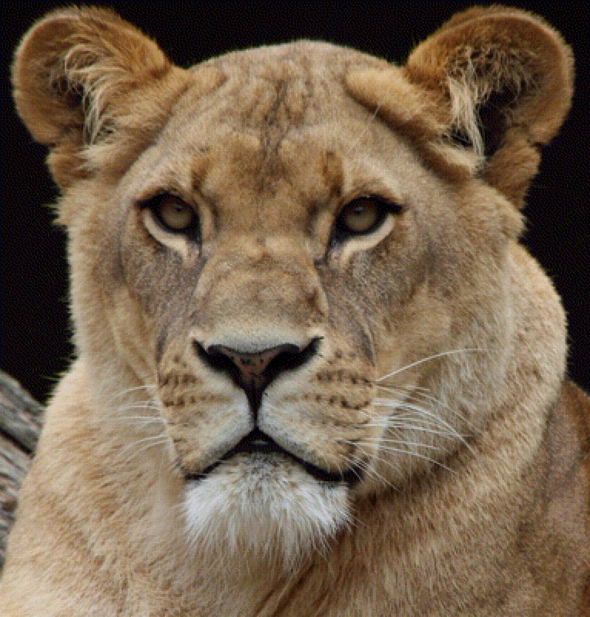 Львица - предпросмотр