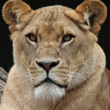 Схема вышивки «Львица»