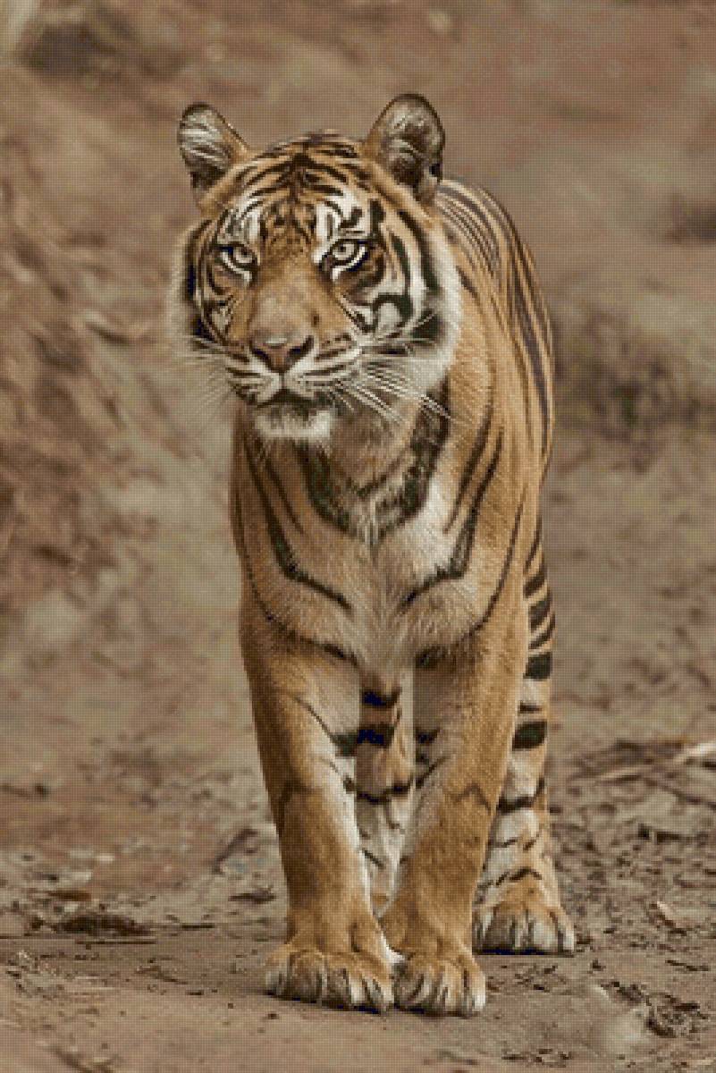 Tigre. - animais. - предпросмотр