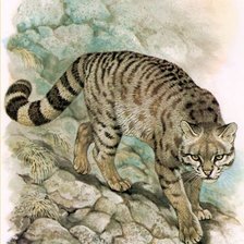 Схема вышивки «Gato.selvagem.»