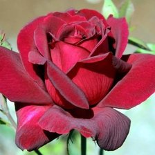 Схема вышивки «Роза»