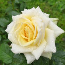 Желтая роза