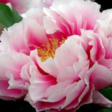 Схема вышивки «piwonia»